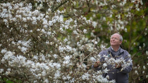John Lanyon with magnolia blooms at Trelissick
